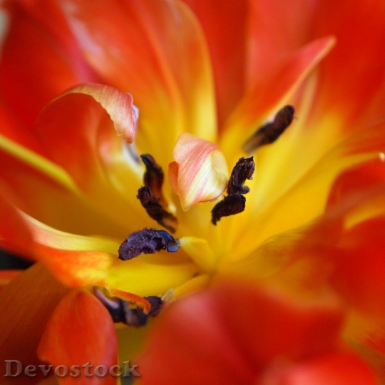 Devostock Tulip Stamens Red Yellow