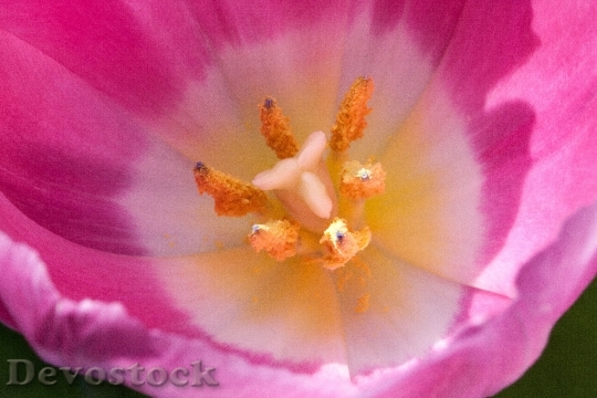 Devostock Tulip Stamp Stamens Lily 0
