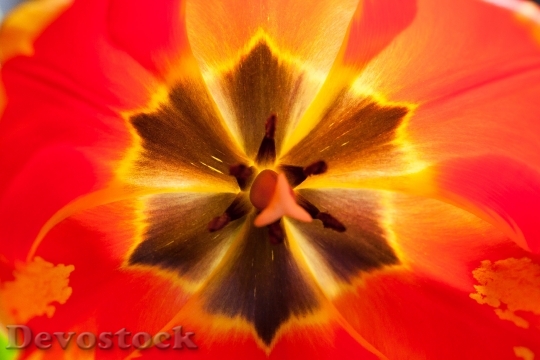 Devostock Tulip Stamp Stamens Lily 1