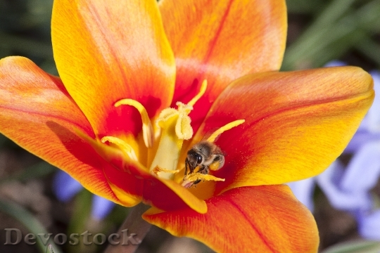 Devostock Tulip Stamp Stamens Lily 5