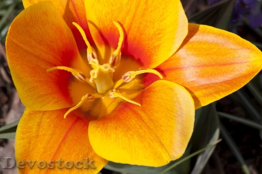 Devostock Tulip Stamp Stamens Lily 7
