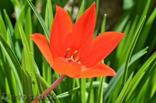 Devostock Tulip Star Tulip Flower