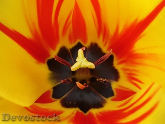 Devostock Tulip Stengel Stamp Flower 0