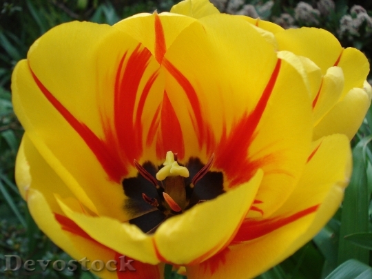 Devostock Tulip Stengel Stamp Flower