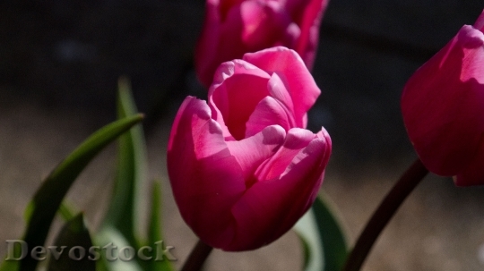 Devostock Tulip Summer Blooming 1593502