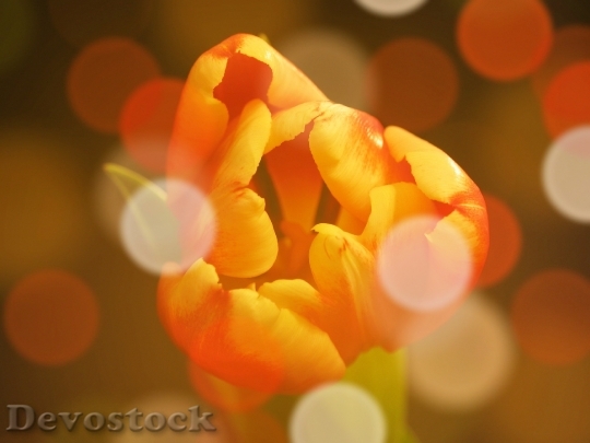 Devostock Tulip Summer Mood Flower