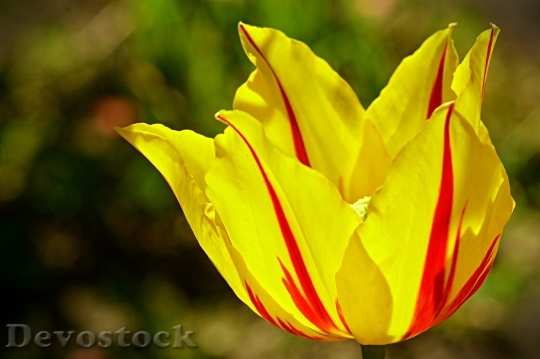 Devostock Tulip Tabby Spring Flower