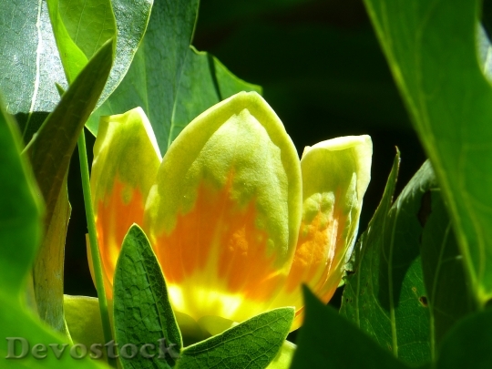 Devostock Tulip Tree Blossom Bloom 0