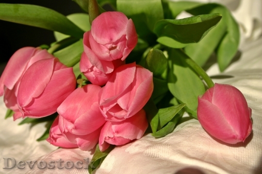 Devostock Tulip Tulip Bouquet Spring