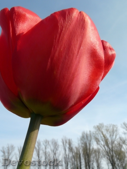 Devostock Tulip Tulip Cup Red