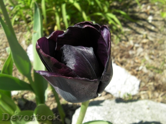 Devostock Tulip Tulipa Black Tulip