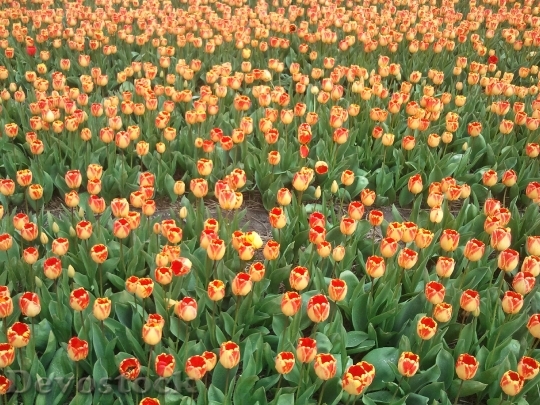 Devostock Tulip Tulips Bulb Netherlands