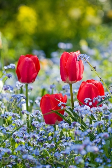 Devostock Tulip Tulips Flower Flowers