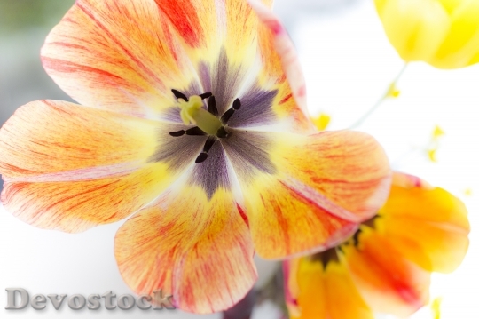 Devostock Tulip Tulips Flower Nature 0