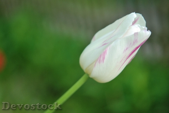 Devostock Tulip Tulips Flower Nature