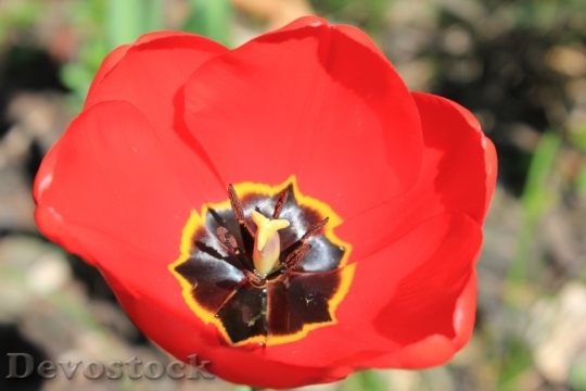 Devostock Tulip Tulips Flower Spring 0