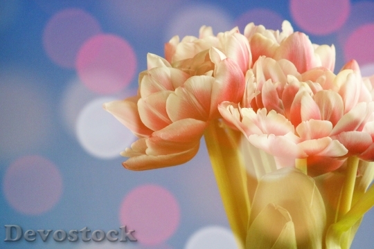 Devostock Tulip Tulips Light Mood 0