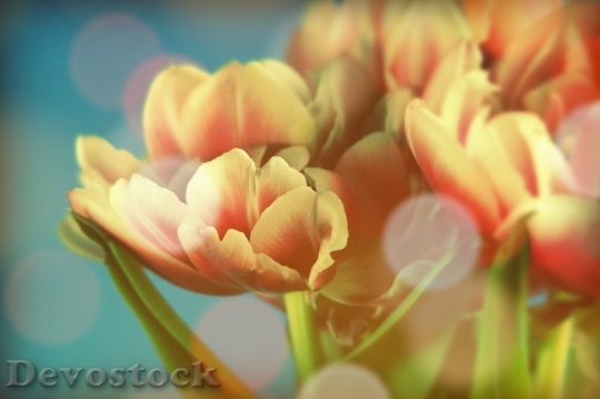 Devostock Tulip Tulips Light Mood