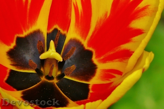 Devostock Tulip Tulips Spring Flower 0