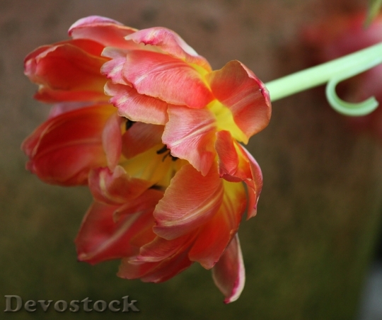 Devostock Tulip Tulips Spring Flower 2