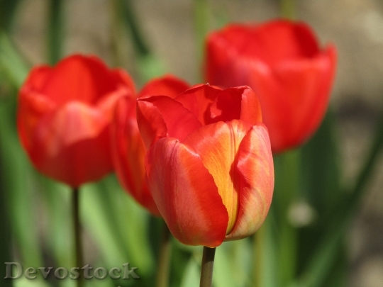 Devostock Tulip Tulips Spring Flower 3