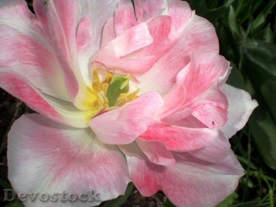 Devostock Tulip Tulips Spring Rose