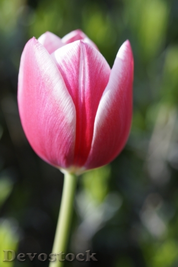 Devostock Tulip Tulpenbluete Bloom Blossom