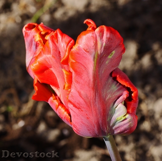 Devostock Tulip Tulpenbluete Breeding Failed