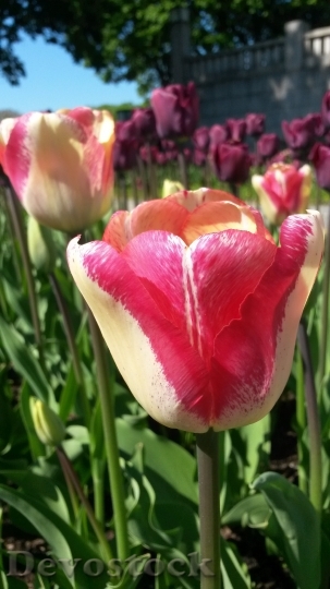 Devostock Tulip Tulpenbluete Spring Colorful