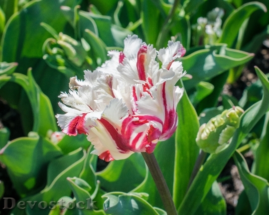 Devostock Tulip Unique Flower Nature