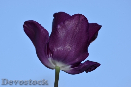 Devostock Tulip Violet Nature Flower