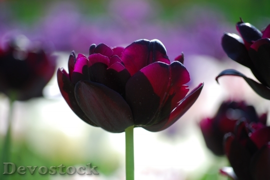 Devostock Tulip Violet Spring Blossom