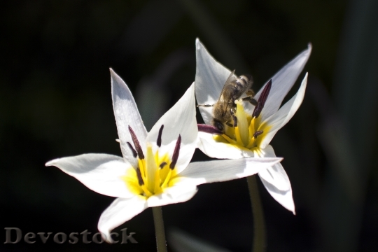 Devostock Tulip White Bee Stamp