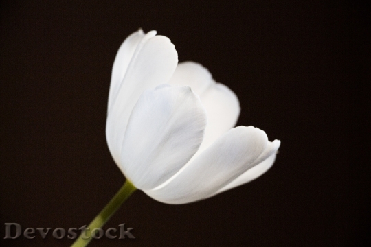 Devostock Tulip White Bright Flowers