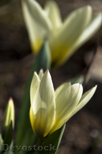 Devostock Tulip White Bright Yellow