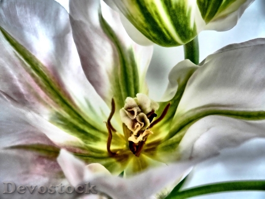 Devostock Tulip White Close Close