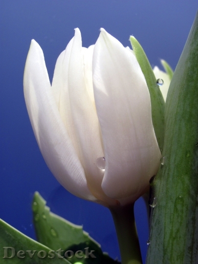 Devostock Tulip White Drop Water