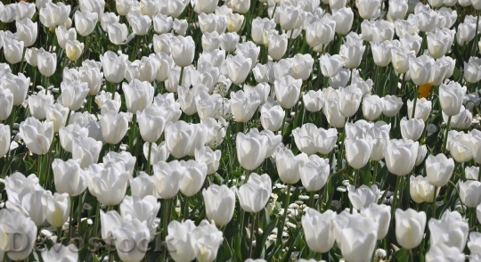 Devostock Tulip White Flower Floriade