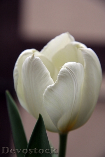 Devostock Tulip White Flower Flowers