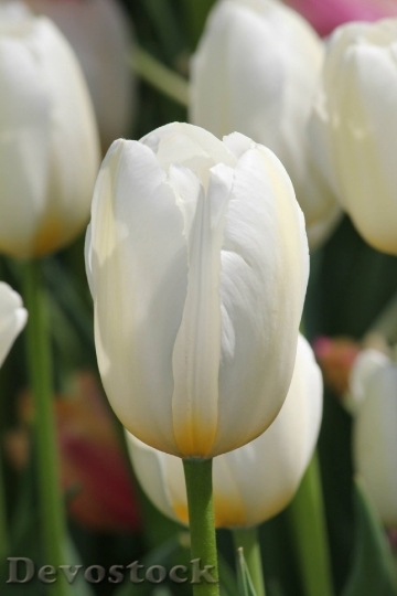 Devostock Tulip White Flower Spring