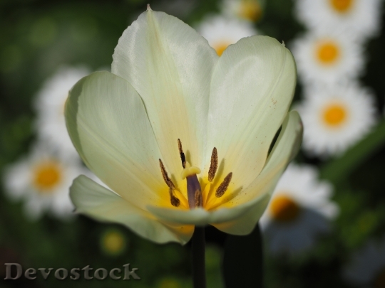 Devostock Tulip White Flowers Plant