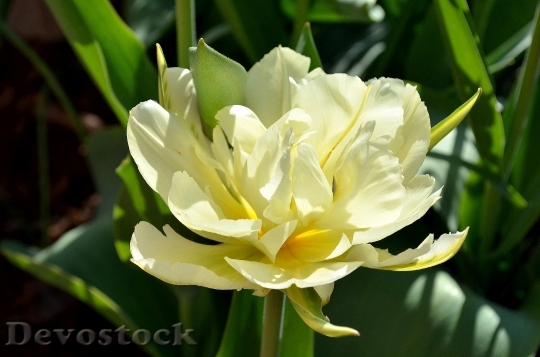 Devostock Tulip White Green Yellow 0