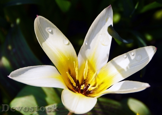 Devostock Tulip White Open Water