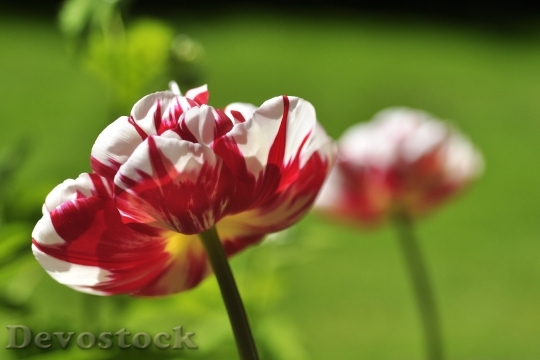 Devostock Tulip White Red Spring 0