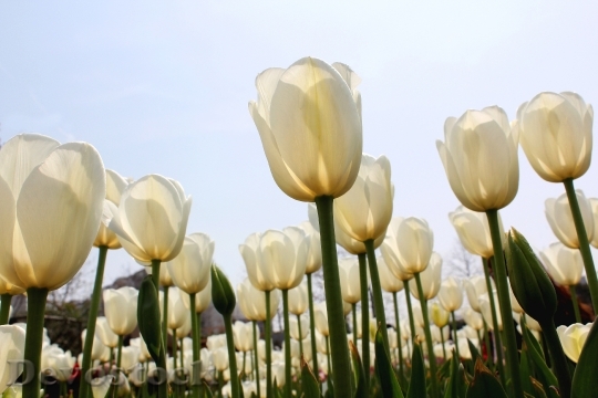 Devostock Tulip White Sea Flowers