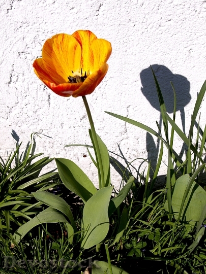 Devostock Tulip White Wall Shadow