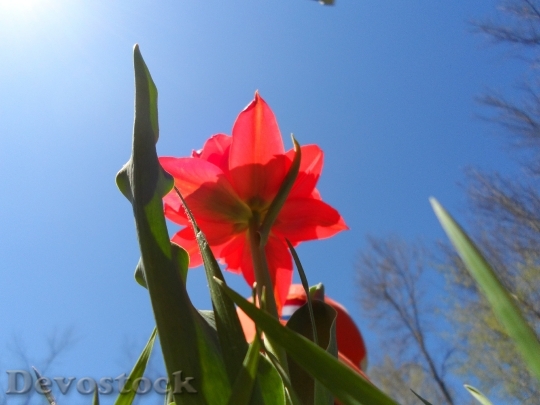Devostock Tulip Wildflower Floral Plant