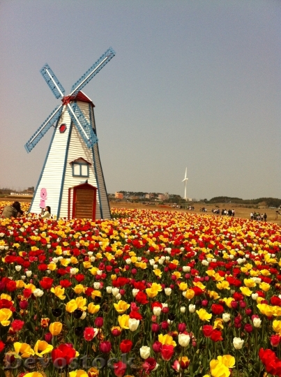 Devostock Tulip Windmill Field Colorful