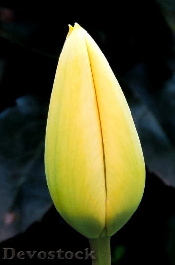Devostock Tulip Yellow Blossom Bloom 0