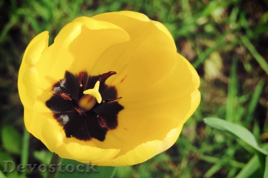 Devostock Tulip Yellow Blossom Bloom 1